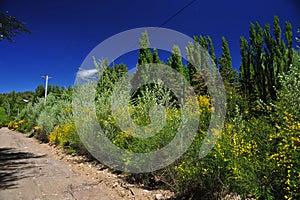 picturesque dirt road in summer with yellow flowers trees and mountains, san martin de los andes patagonia neuquen