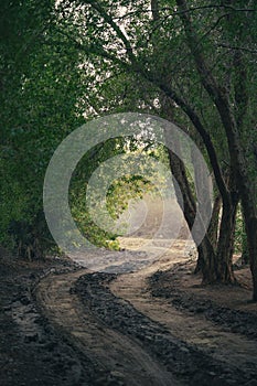 Picturesque dirt road winding through a lush forest of tall trees on a sunny day