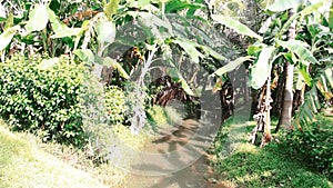 Picturesque edge of a banana plantation