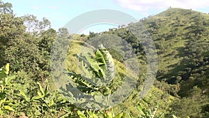 Picturesque edge of a banana plantation