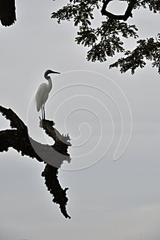 picturesque egret overseeing Tissa Lake in dusk, Sri Lanka