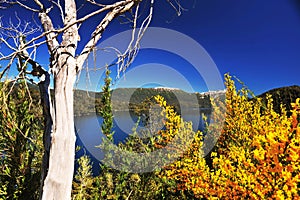 picturesque and exotic landscapes of lake and mountains with blue sky and yellow flowers in spring, san martin de los andes