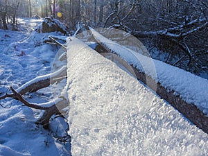 Picturesque fallen trees covered by fir and snow