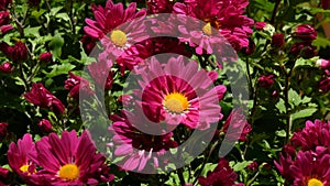 Picturesque festival of autumn chrysanthemums in the park. Various blooming flowers in red