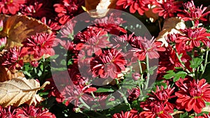 Picturesque festival of autumn chrysanthemums in the park. Various blooming flowers in red