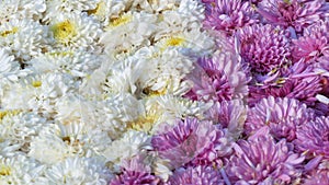 Picturesque festival of autumn chrysanthemums in the park. Various blooming flowers in white and purple