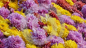 Picturesque festival of autumn chrysanthemums in the park. Various blooming flowers in yellow, red and purple