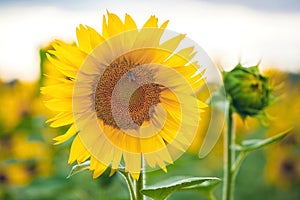 A picturesque field of a blossoming sunflower at sunset.