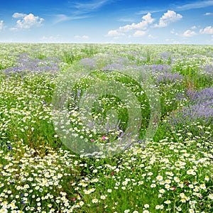 Picturesque field covered with grass, lavender, daisies
