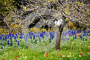Picturesque field in the sprin
