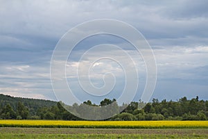 A picturesque field with yellow wild flowers on a mountain forest coniferous background and a blue beautiful bright sky.