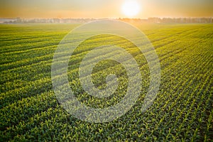 A picturesque field of young corn sprouts in a light morning haze and soft sunlight