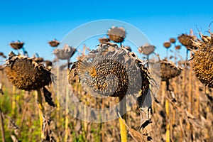 Picturesque fields of ripe sunflowers