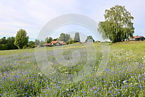 Picturesque flower meadow in an idyllic village in Dalarna County, Sweden photo