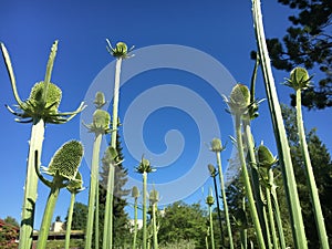 Picturesque flowers and exotic plants in Botanical Garden Saint Gall Malerische Blumen und exotische Pflanzen im Botanischen photo