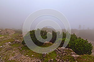 Picturesque foggy view of Vrsic Pass. Small stones and little pine trees and bushes. Concept of landscape and nature