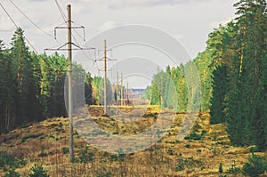 A picturesque forest clearing with power poles stretching into the distance