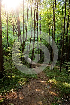 A picturesque forest illuminated by the evening sun