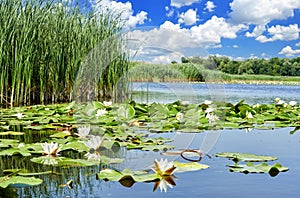 Picturesque forest lake with beautiful water lilies in the Dnieper Delta in Ukraine