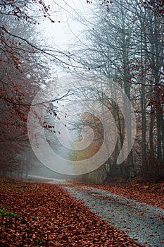 Picturesque forest path