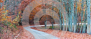 Picturesque forest path