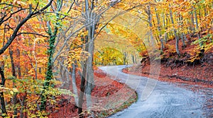 Picturesque forest path