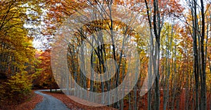 Picturesque forest path