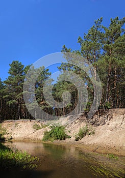 Picturesque forest river with massive trees on the banks of the afternoon in the summer