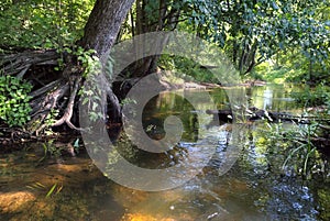 Picturesque forest river with massive trees on the banks of the afternoon in the summer