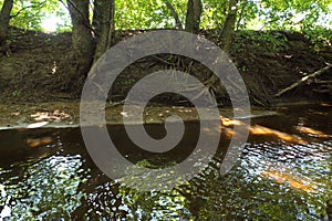 Picturesque forest river with massive trees on the banks of the afternoon in the summer