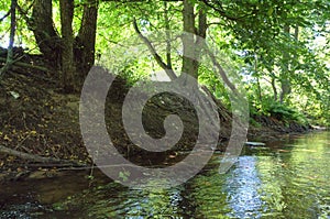 Picturesque forest river with massive trees on the banks of the afternoon in the summer