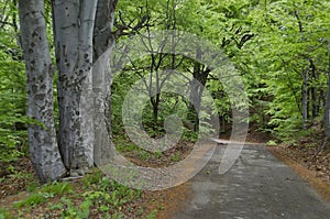 Picturesque forest and road