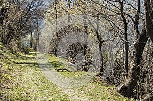 Picturesque forest road