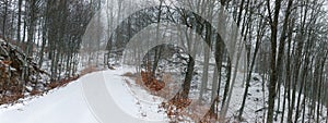 Picturesque forest road