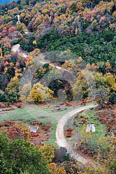 Picturesque forest scenery