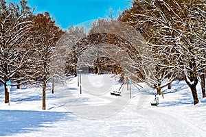 Picturesque forest in winter