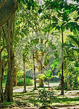 picturesque garden of Pamplemousse in Mauritius Republic