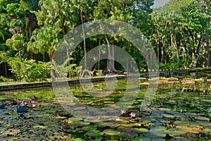 Picturesque garden of Pamplemousse in Mauritius Republic