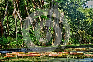 Picturesque garden of Pamplemousse in Mauritius Republic