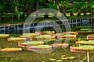 Picturesque garden of Pamplemousse in Mauritius Republic