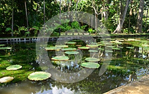Picturesque garden of Pamplemousse in Mauritius Republic