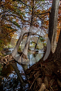 Picturesque Giant Cypress Trees with Massive Roots