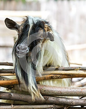 A picturesque goat with a huge beard looks over a fence of wooden rods. Nigerian dwarf goat