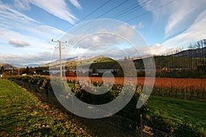 Picturesque grapevine farm, and green and white mountains in autumn