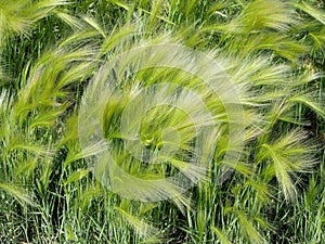 Picturesque grass with a long shiny pile of barley maned with the Latin name of Hordeum jubatum