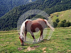 Picturesque grazing blond horse in the green mountain with trees background