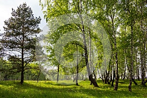 Picturesque green birch grove on a summer day