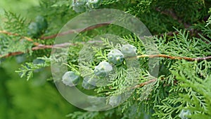 Picturesque green cones of a coniferous ornamental thuja tree of a landscaped garden