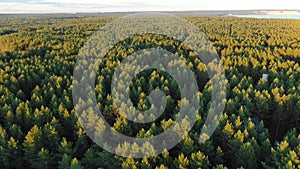 Picturesque green dense forest trees with tops lit by sun