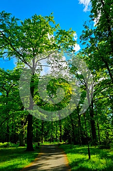 A picturesque hiking trail in greenery and trees on a sunny day